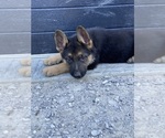 Small Photo #6 German Shepherd Dog Puppy For Sale in CRAB ORCHARD, KY, USA