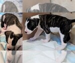 Puppy Hollywood American Bully-Dogo Argentino Mix