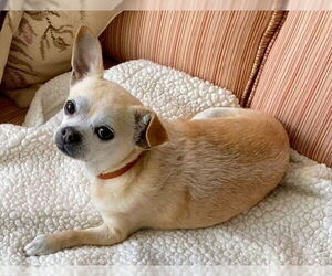 Chihuahua-Unknown Mix Dogs for adoption in Mount Airy, NC, USA