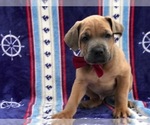 Small Photo #7 Cane Corso Puppy For Sale in CLAY, PA, USA