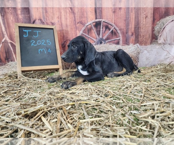 Medium Photo #7 Catahoula Leopard Dog Puppy For Sale in CUMBY, TX, USA