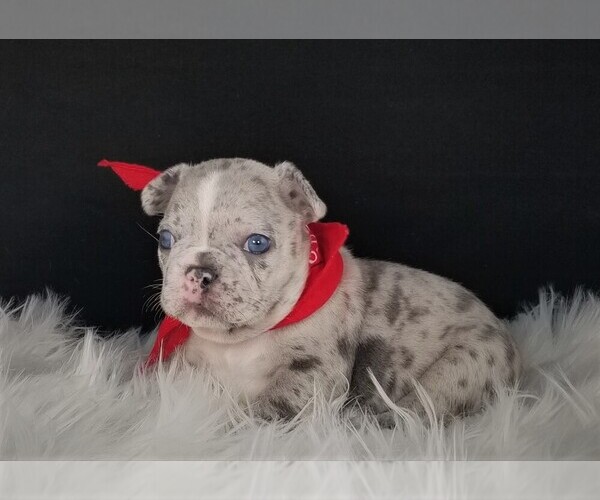 Medium Photo #6 French Bulldog Puppy For Sale in PORT READING, NJ, USA