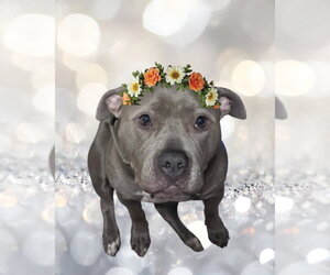 Gracie - Female American Pit Bull Terrier-Staffordshire Bull Terrier Mix Dog for Adoption - Photo #2