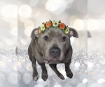 Small #1 American Pit Bull Terrier-Staffordshire Bull Terrier Mix