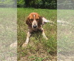 Small #8 Beagle