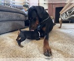 Small Photo #14 Doberman Pinscher Puppy For Sale in VERMILION, OH, USA