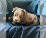 Small Photo #5 Miniature Australian Shepherd Puppy For Sale in HILLSBORO, KS, USA
