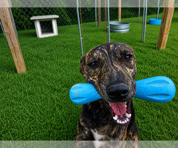 Medium Photo #3 Mutt Puppy For Sale in Boston, MA, USA