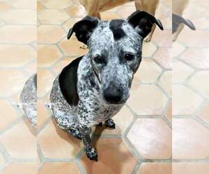 Maya - Female Bluetick Coonhound-German Shorthaired Pointer Mix Dog for Adoption - Photo #3