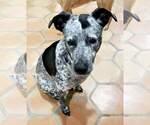 Small #2 Bluetick Coonhound-German Shorthaired Pointer Mix