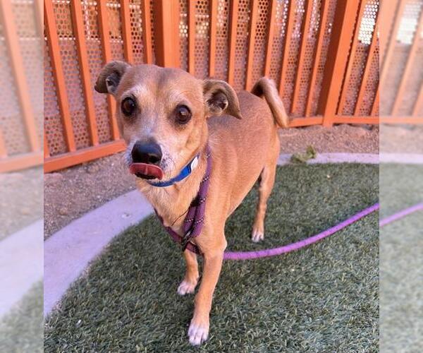 Medium Photo #2 Chihuahua-Unknown Mix Puppy For Sale in Las Vegas, NV, USA