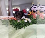 Small #18 Yorkshire Terrier