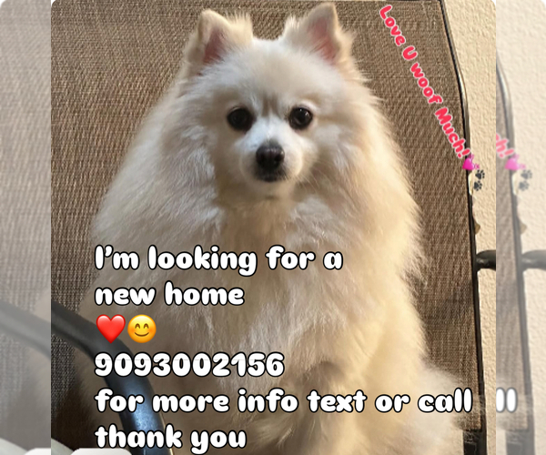 Medium Photo #1 Pomeranian Puppy For Sale in ONTARIO, CA, USA