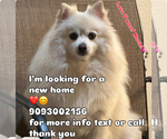 Small Photo #1 Pomeranian Puppy For Sale in ONTARIO, CA, USA