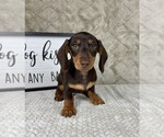 Small #1 Dachshund
