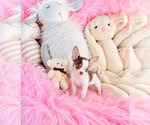 Chihuahuas - Female Chihuahua Puppy for Sale - Photo #5