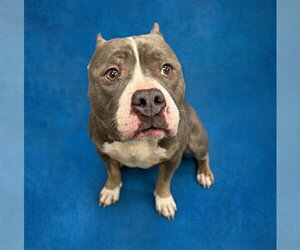 Mutt Dogs for adoption in Peoria, IL, USA