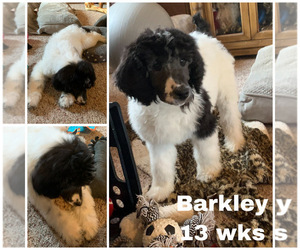 Poodle (Standard) Puppy for sale in LAKEVILLE, IN, USA