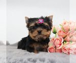 Small #2 Yorkshire Terrier