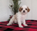 Small #12 Cavapoo (Miniature)