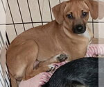 Small #4 Mutt
