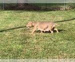 Small Photo #19 American Pit Bull Terrier Puppy For Sale in PALM BCH GDNS, FL, USA