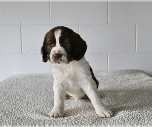 English Springer Spaniel Puppy for sale in MILLERSBURG, OH, USA