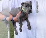 Puppy Raven Cane Corso