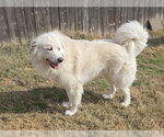 Small #15 Chow Chow-Great Pyrenees Mix