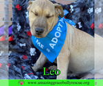 Small Photo #4 Bulldog-Labrador Retriever Mix Puppy For Sale in Pensacola, FL, USA