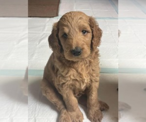Double Doodle Puppy for sale in TYLER, TX, USA