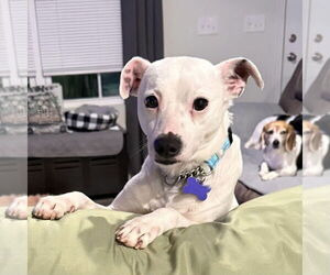 Feist Terrier-Unknown Mix Dogs for adoption in Batavia, OH, USA