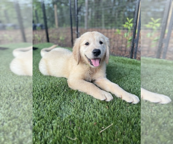 Medium Photo #2 Golden Retriever Puppy For Sale in SPRING HILL, FL, USA