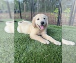 Small #1 Golden Retriever