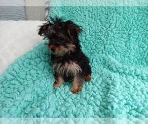 Poodle (Toy)-Yorkshire Terrier Mix Puppy for sale in LAUREL, MS, USA