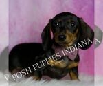Puppy AKC Stretch Dachshund