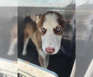 Siberian Husky-Unknown Mix Dogs for adoption in San Antonio, TX, USA