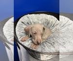 Small Photo #7 Weimaraner Puppy For Sale in MIDDLETOWN, OH, USA