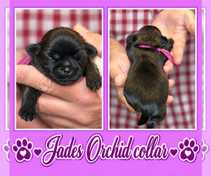 Medium Shih Tzu