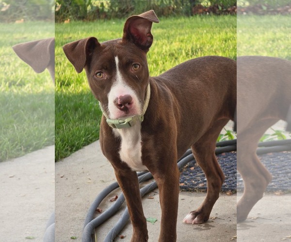 Medium Photo #10 American Pit Bull Terrier-Unknown Mix Puppy For Sale in Germantown, OH, USA