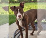 Small #9 American Pit Bull Terrier Mix