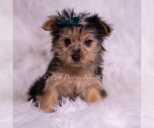 Medium Yorkshire Terrier