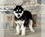 Small #2 Gerberian Shepsky
