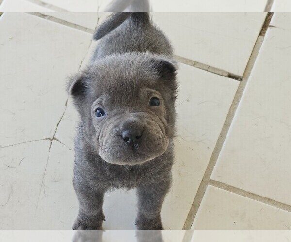 Medium Photo #5 Chinese Shar-Pei Puppy For Sale in LUCERNE VLY, CA, USA
