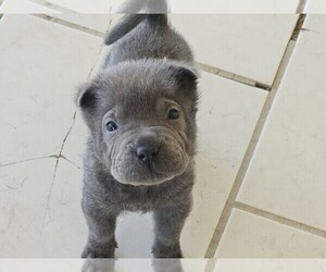 Medium Chinese Shar-Pei