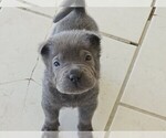 Puppy Pieces Chinese Shar-Pei