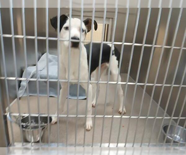 Medium Photo #1 Siberian Husky-Unknown Mix Puppy For Sale in Denver, CO, USA