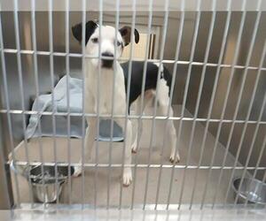 Siberian Husky-Unknown Mix Dogs for adoption in Denver, CO, USA