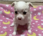 Small Photo #2 Chihuahua Puppy For Sale in NEVADA, TX, USA