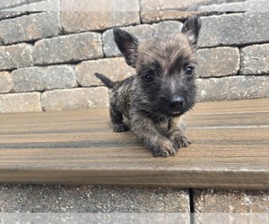 Cairn Terrier Puppy for sale in CARLYLE, IL, USA